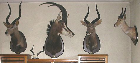 museo_de_zoología_de_vertebrados_ibéricos