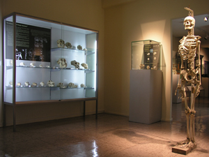 museo_de_antropología_médica,_forense,_paleopatología_y_criminalística_«profesor_reverte_coma»